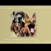 (c) Hundepension-mayr.de